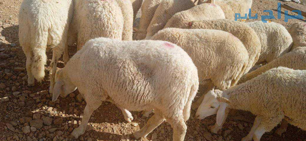 قصاب ماهر بالرياض 0َ533286100