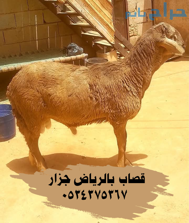 قصاب ماهر بالرياض 0534375367