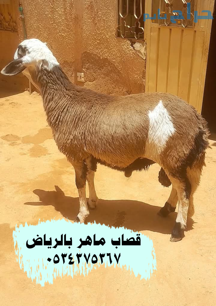 قصاب  ذباح بالرياض 0534375367