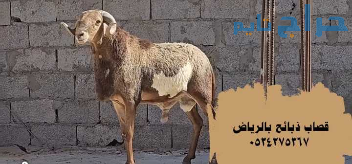 قصاب ذباح  ماهر بالرياض 0534375367