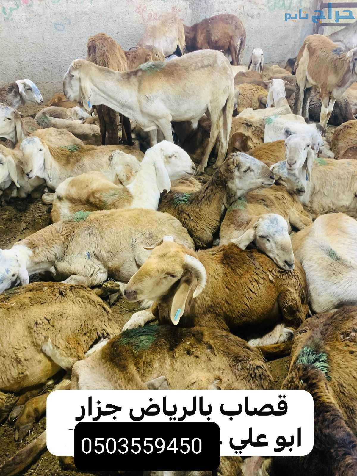 جزار ماهر قصاب ماهر بالرياض 0503559450