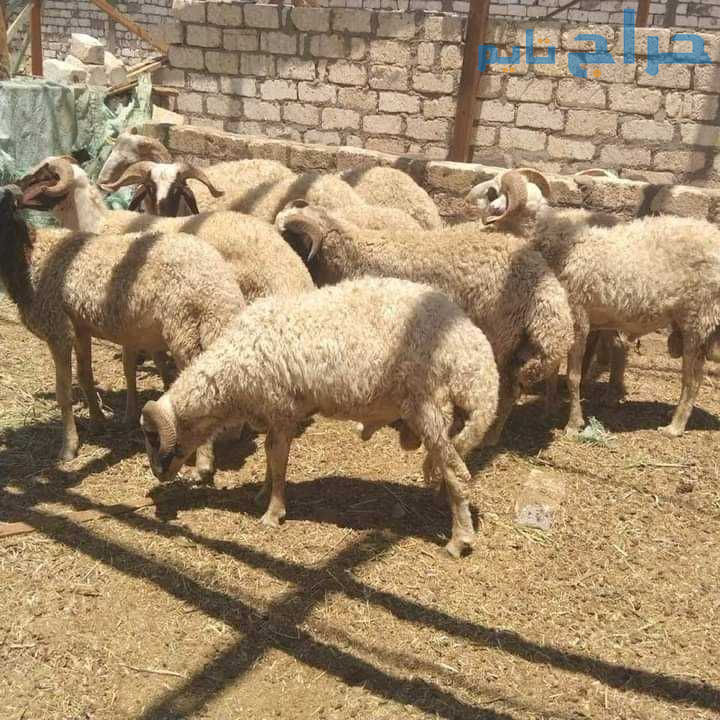 قصاب ماهر جزار بالرياض ذباح 0510735689