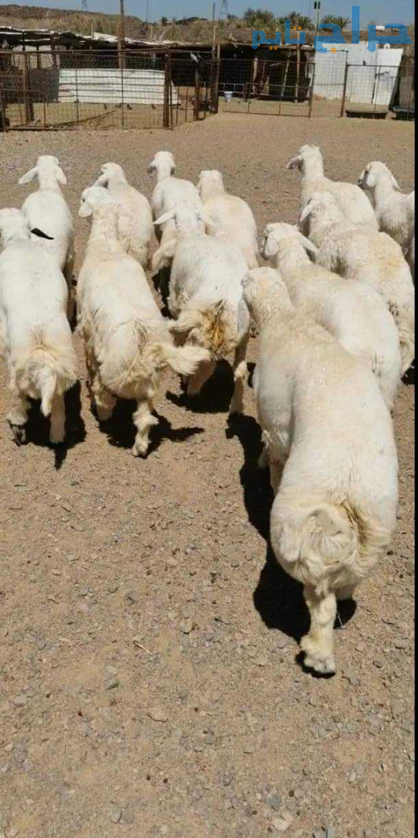 قصاب ذبايح ماهر بالرياض 0534375367