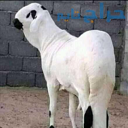 قصاب ماهر بحي السويدي 0533192437