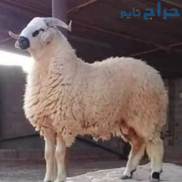 قصاب ماهر بالرياض 0535813008