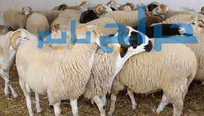 خدمة قصاب لزبح الأضاحي بالرياض 0503559450