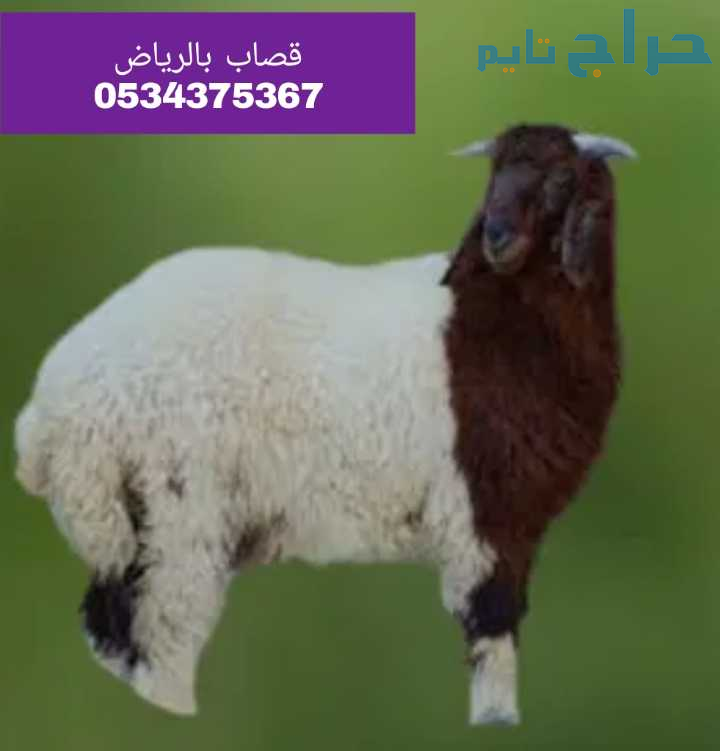 قصاب بالرياض 0534375367